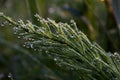 Green horsetail with large dew drops